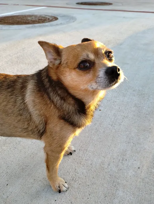PetRight Animal Clinic Picture 1