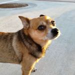 PetRight Animal Clinic