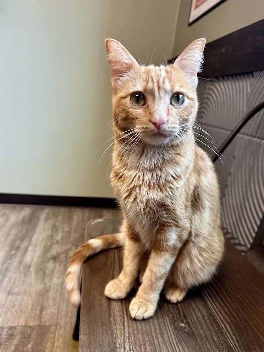 Houston Cat Hospital Picture 3