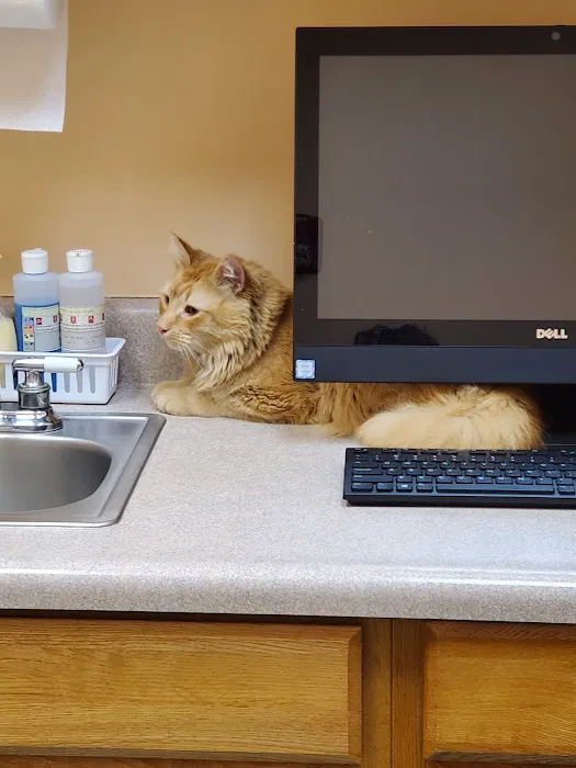 Houston Cat Hospital Picture 7