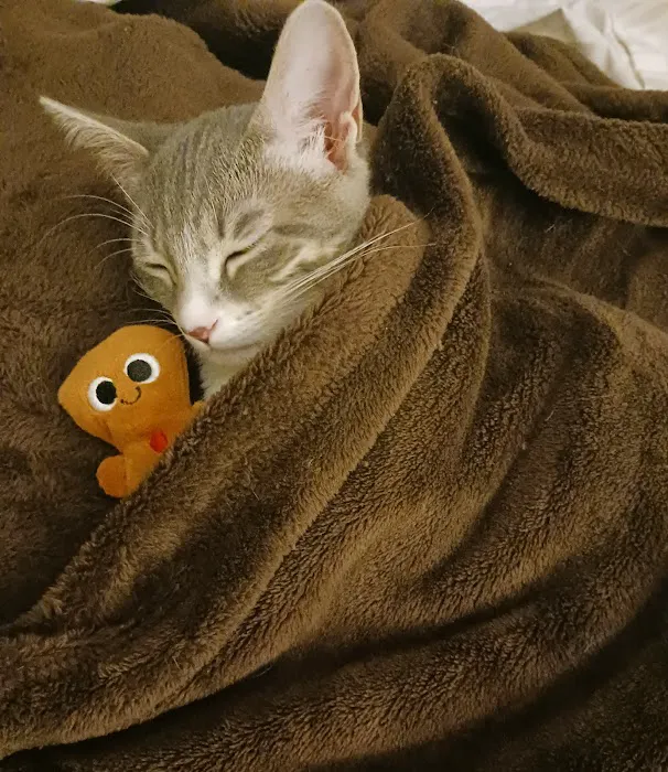 Houston Cat Hospital Picture 8