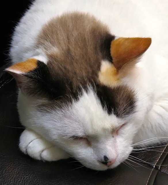 Houston Cat Hospital Picture 5