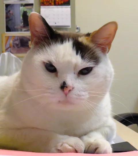 Houston Cat Hospital Picture 4