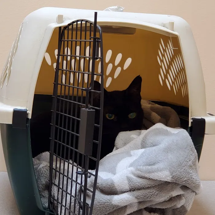Houston Cat Hospital Picture 6