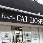 Houston Cat Hospital