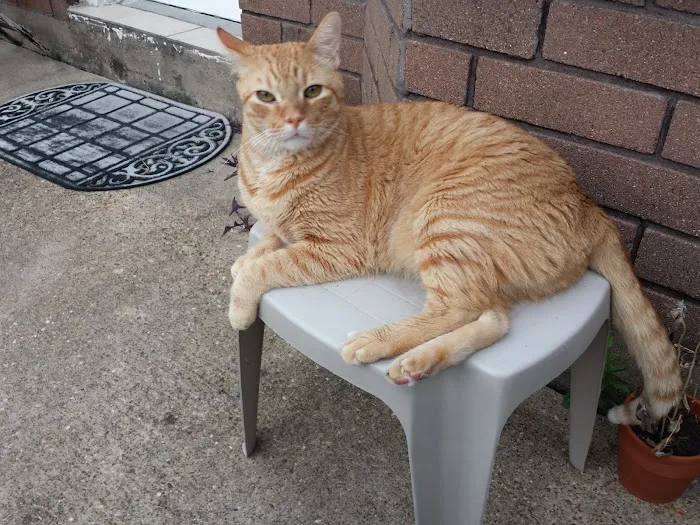 Houston Cat Hospital Picture 10