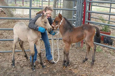 V.E.T.S. Livestock Management Services Organization, Inc, Picture 2