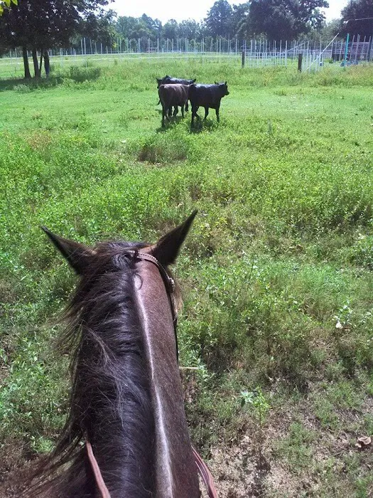 V.E.T.S. Livestock Management Services Organization, Inc, Picture 6