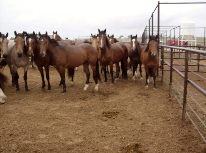 V.E.T.S. Livestock Management Services Organization, Inc, Picture 9