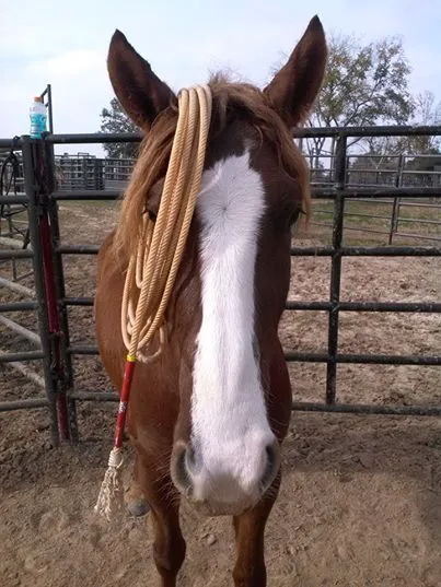 V.E.T.S. Livestock Management Services Organization, Inc, Picture 1