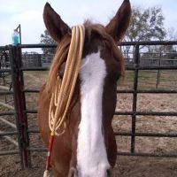 V.E.T.S. Livestock Management Services Organization, Inc, ico