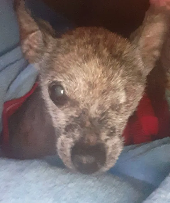 Banfield Pet Hospital Picture 4