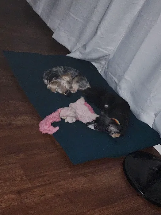 Banfield Pet Hospital Picture 8