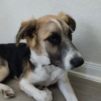 Suburbia North Animal Hospital ico