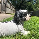 Northwest Animal Hospital