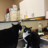 Grasshoff Veterinary Clinic ico