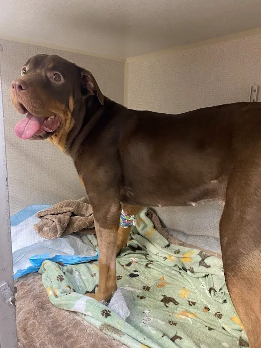 FM 1960 Animal Hospital Picture 6