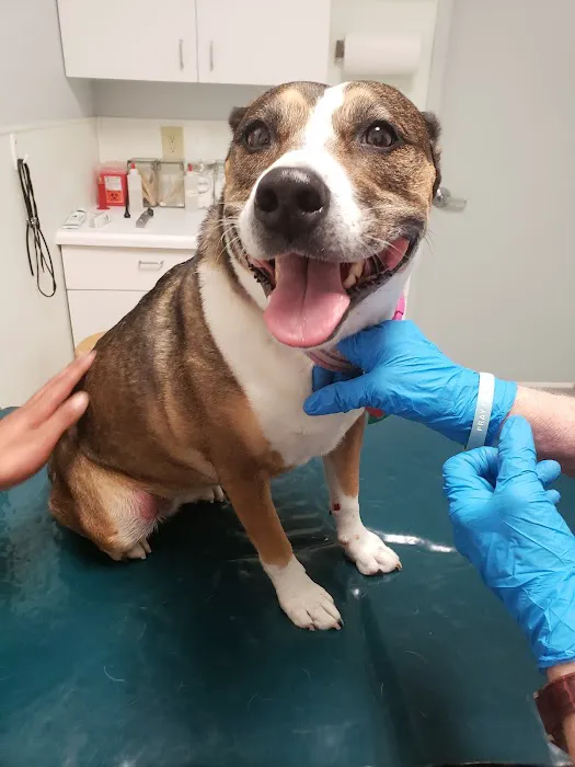 Abbott Animal Clinic Picture 8