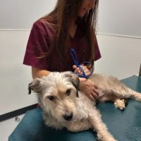 Abbott Animal Clinic ico