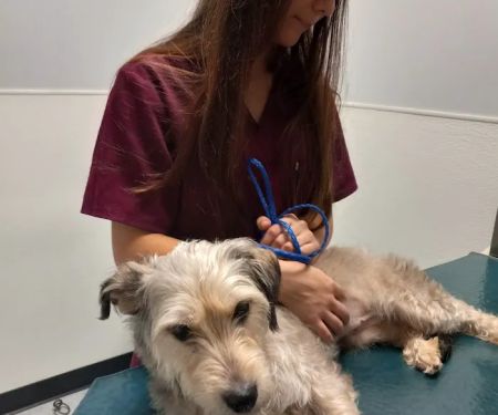 Abbott Animal Clinic