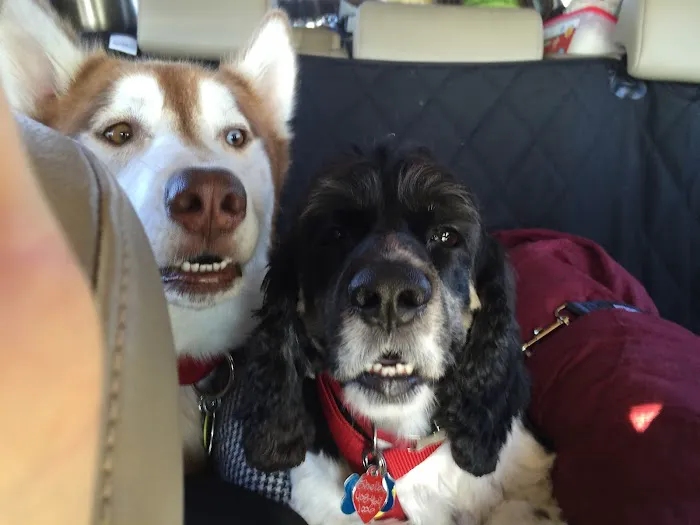 Ponderosa Animal Clinic Picture 6