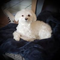 Ponderosa Animal Clinic ico