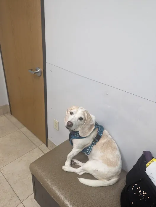 Eye Care for Animals Picture 8