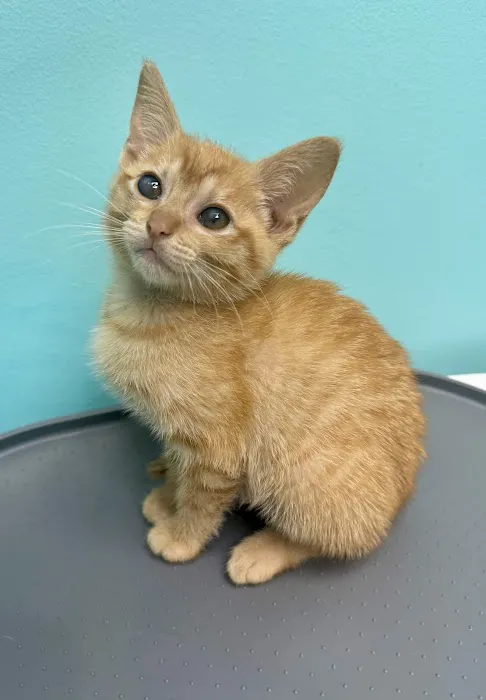 Eye Care for Animals Picture 4