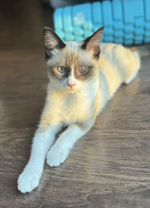 Eye Care for Animals Picture 9