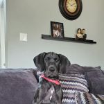 Generation Pet Veterinary Clinic