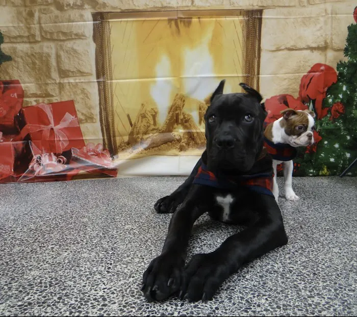 Eastex Veterinary Clinic Picture 4