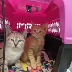 Eastex Veterinary Clinic
