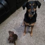 Animal Hospital Of Humble