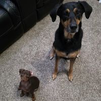 Animal Hospital Of Humble ico