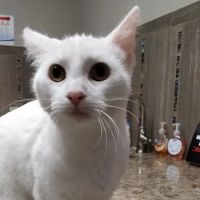 Atascazoo Animal Hospital ico