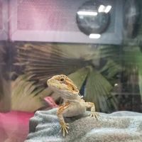 Banfield Pet Hospital ico