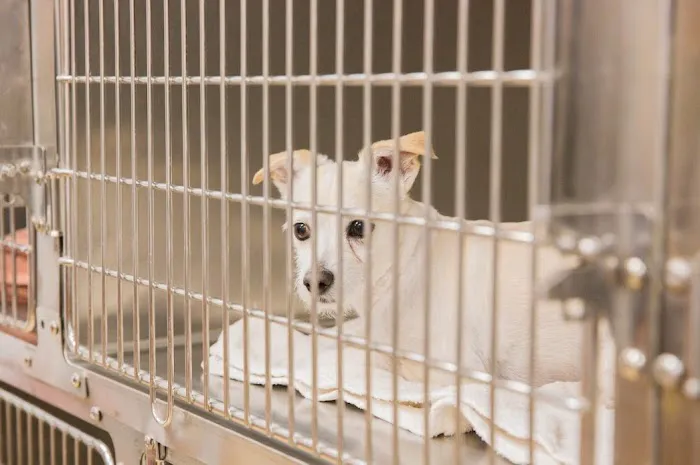 Animal Emergency Clinic NE Picture 3
