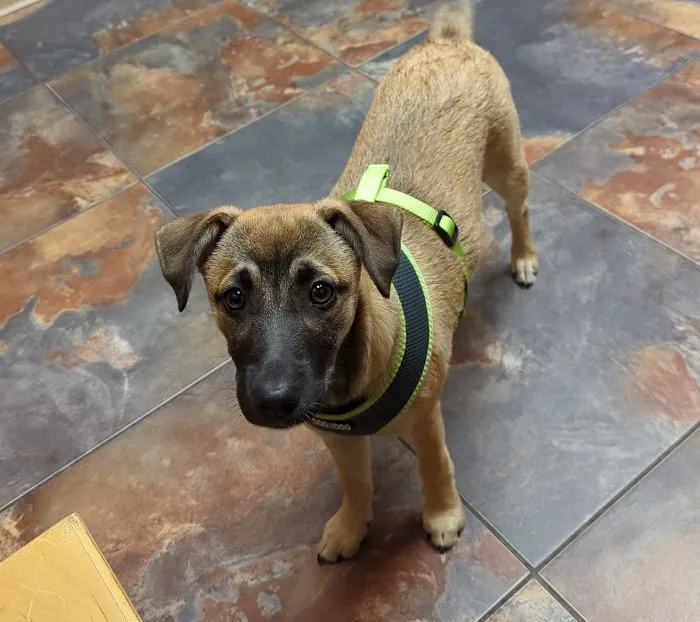 LoneStar Veterinary Hospital Picture 8