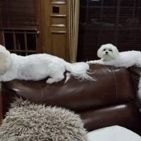 LoneStar Veterinary Hospital ico