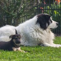 Lake Parkway Animal Hospital ico