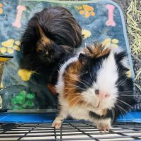 Loop 494 Animal Hospital ico
