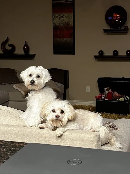 Integrative Veterinary Services Picture 1