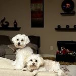 Integrative Veterinary Services