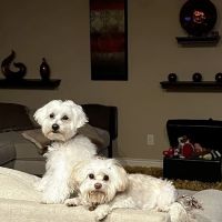Integrative Veterinary Services ico