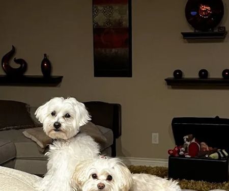 Integrative Veterinary Services