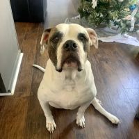 VCA Kingwood Animal Hospital ico