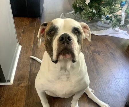 VCA Kingwood Animal Hospital