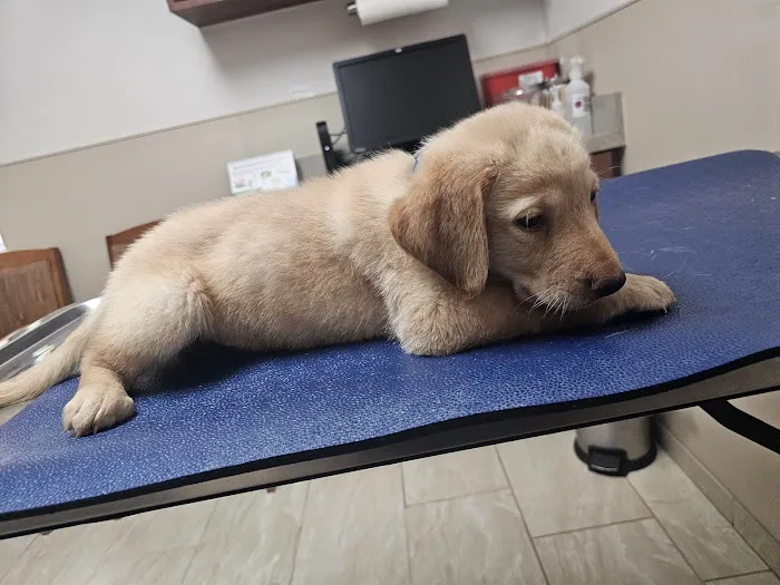 VCA Kingwood Animal Hospital Picture 2