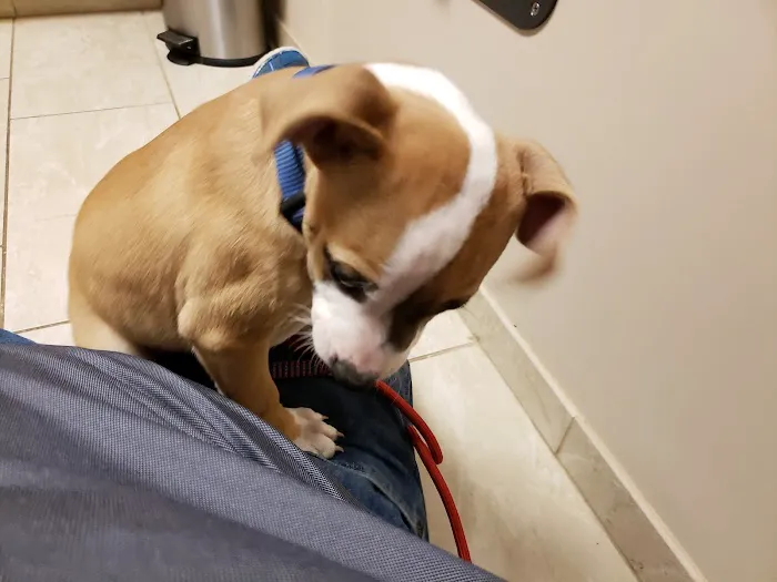 VCA Kingwood Animal Hospital Picture 6