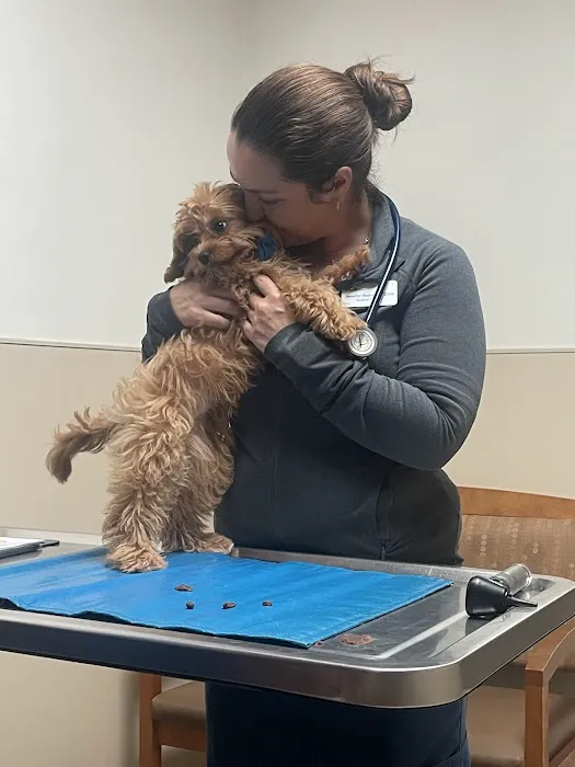 VCA Kingwood Animal Hospital Picture 4
